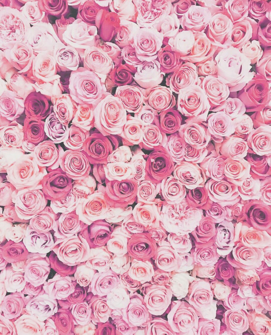 tumblr roses flower pink hue wallpaper background adjus...