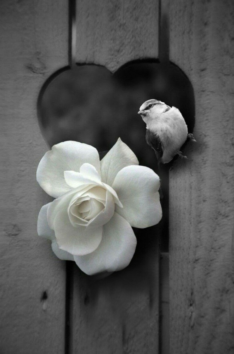 Любовь в черно белом цвете