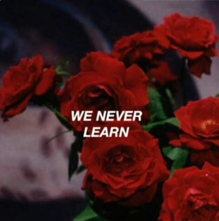 Red Quote Tumblr Tumblrquote Rose Roses Flowers Flower