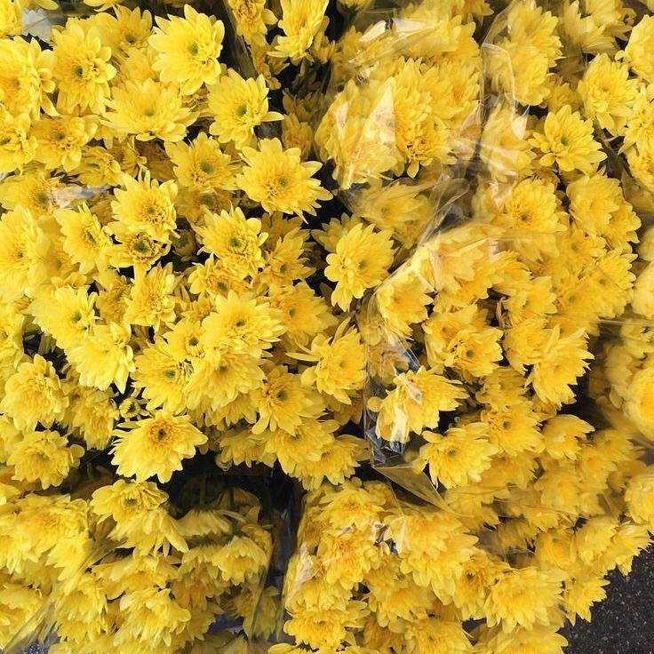 freetoedit yellow aesthetic flowers...