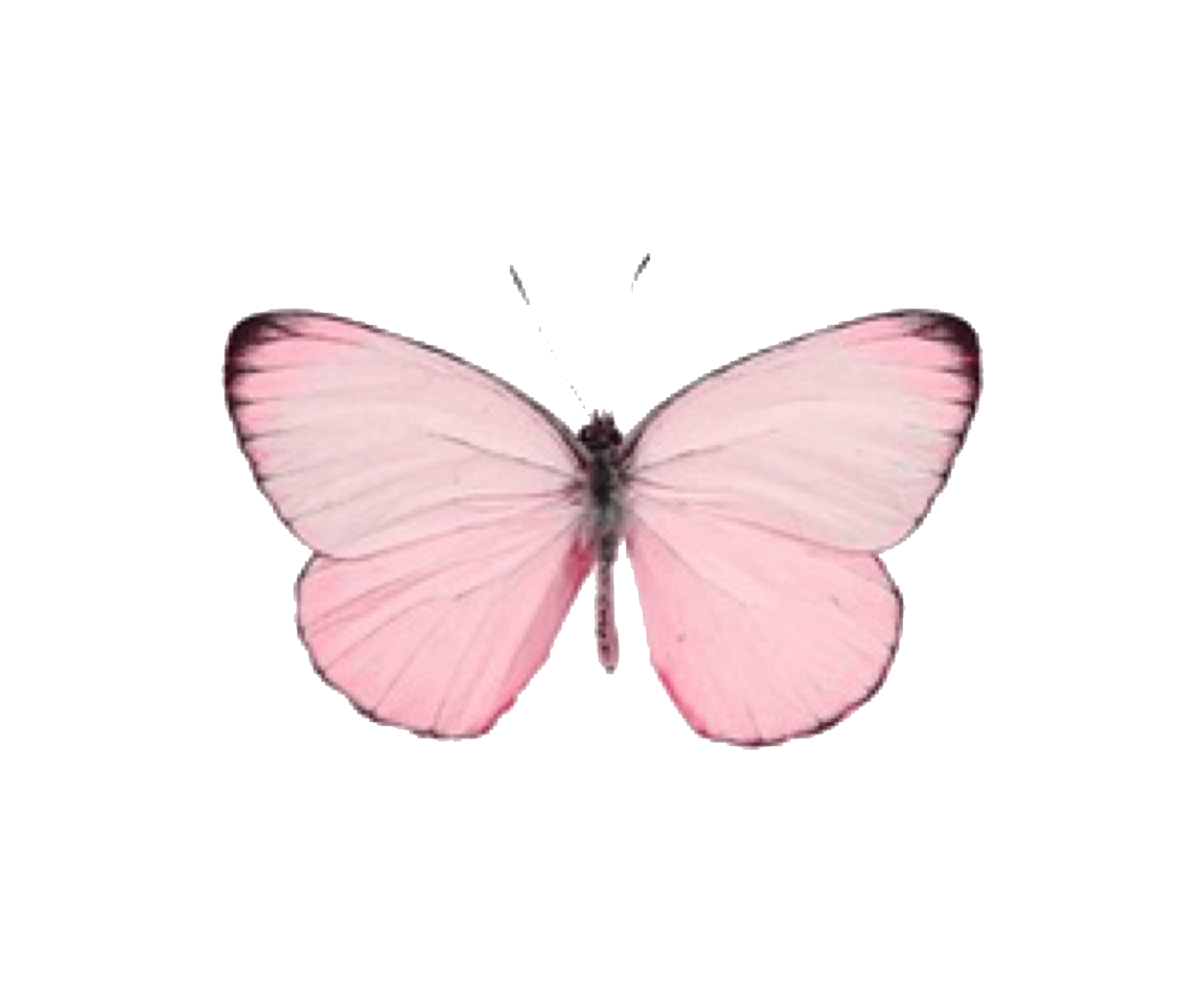 pink butterfly pinkbutterfly cute girly tumblr aestheti...