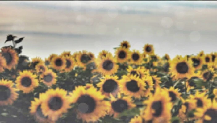 Aesthetic Sunflowers Image By Lil