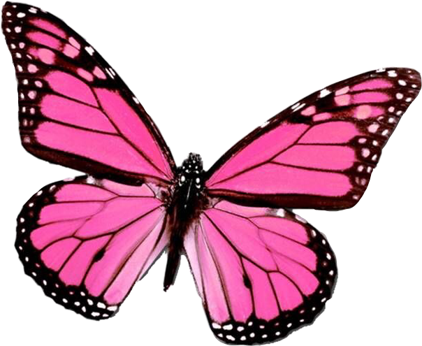 pink butterfly pinkbutterfly aesthetic vsco freetoedit...