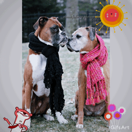Picsart Gifsart Chien Chiens Dog Dogs Boxer Boxers