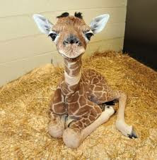 animal giraffe cute picsart followforfollow like4like comment share repost freetoedit