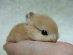 bunny rabbit cute adorable picsart gallery followforfollow like4like comment share repost followme freetoedit