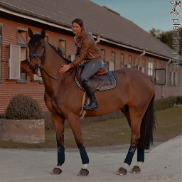 freetoedit equestrian dressage horse horsetack horsejumping horseriding