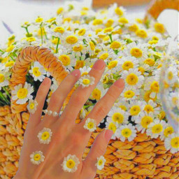 roses flowers rose flower narcissus hand ring orange yellow basket flowersbasket زهور ورود وردة زهرة نرجس يد حلقة برتقالي أصفر حديقة سلة سلة_زهور
♡.♡.♡.♡.♡.♡.♡.♡.♡.♡.♡.♡.♡.♡.♡.♡.♡.♡

•
•
•

@selenator__oviee freetoedit سلة_زهور