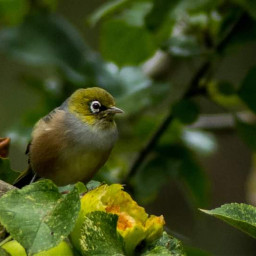 nature photography bird tauhou silvereye waxeye myphoto freetoedit