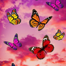 butterfly butterflywings butterflyaesthetic butterflybackground
