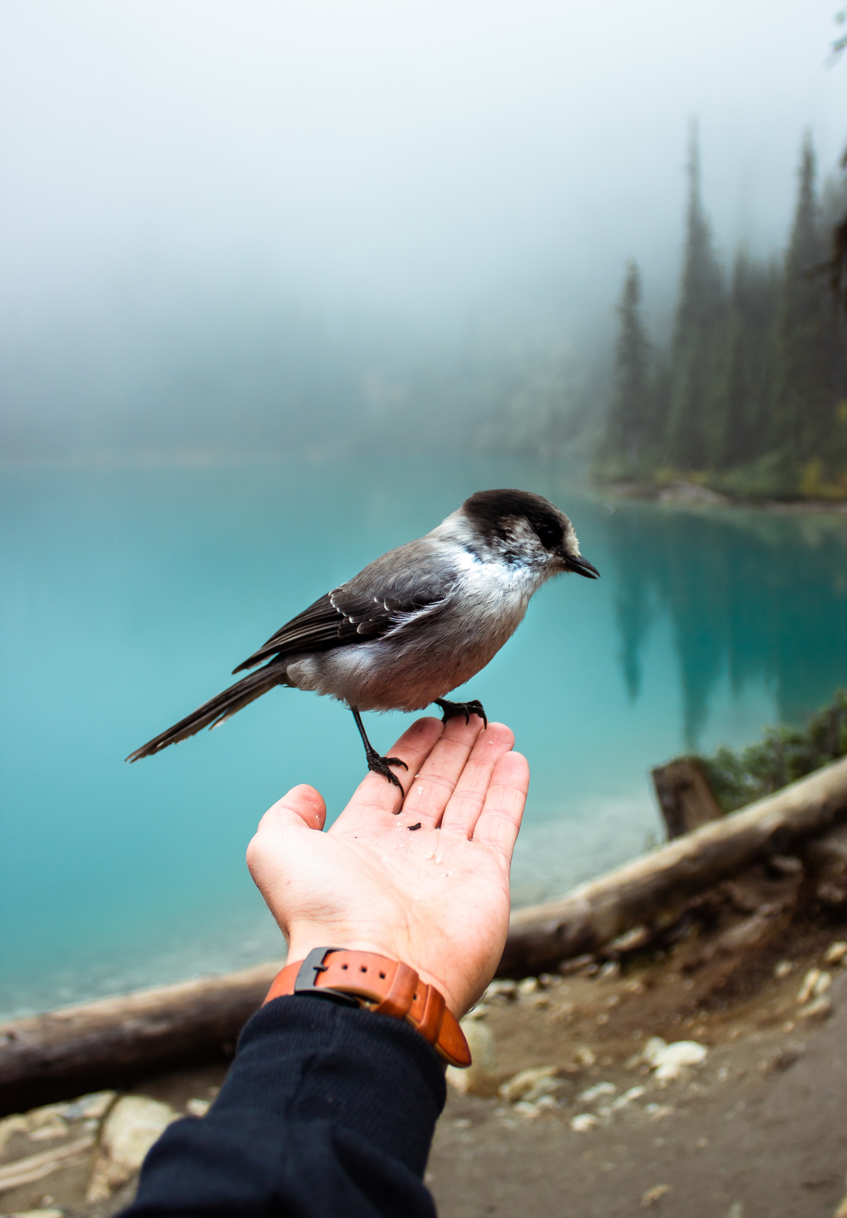 Bird in hand. Птица на руке. Птица на ладони. Воробей на руке. Воробушек в руках.