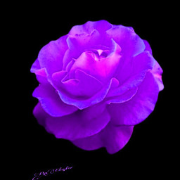 sticker rose purplerose nature freetoedit