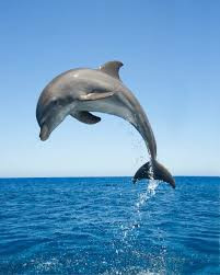 dolphin fish picsart bottlenose followforfollow like4like comment followers share subscribe freetoedit
