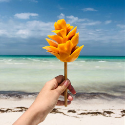 mango flower fruit island ocean beach unsplash freetoedit