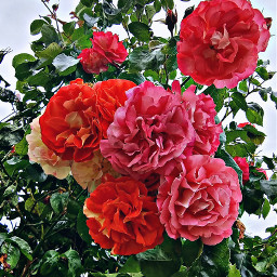 rose flower magiceffect hdr mygarden nature plants colorful freetoedit