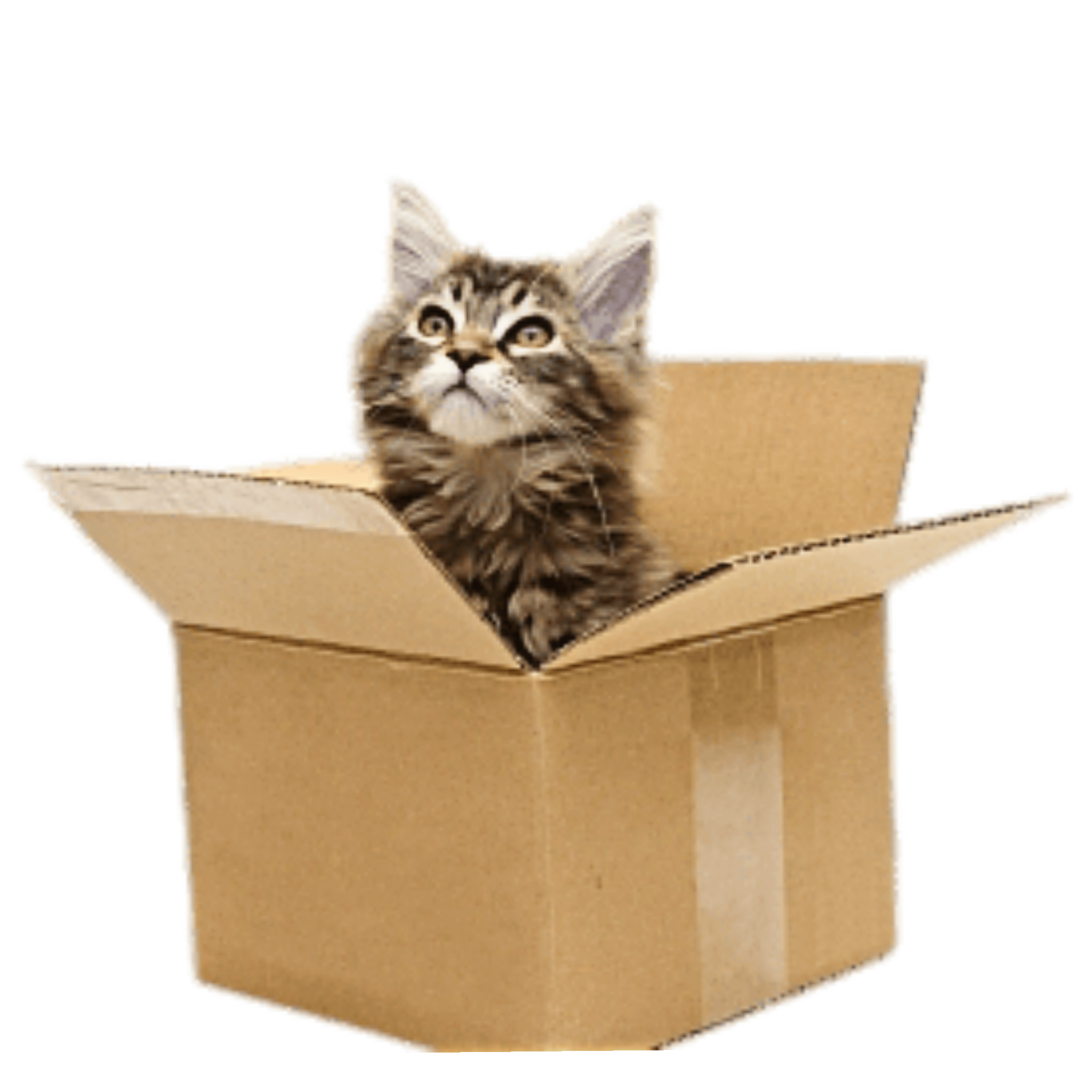 cat kitten catstickers box catinthebox sticker by @toolyka.