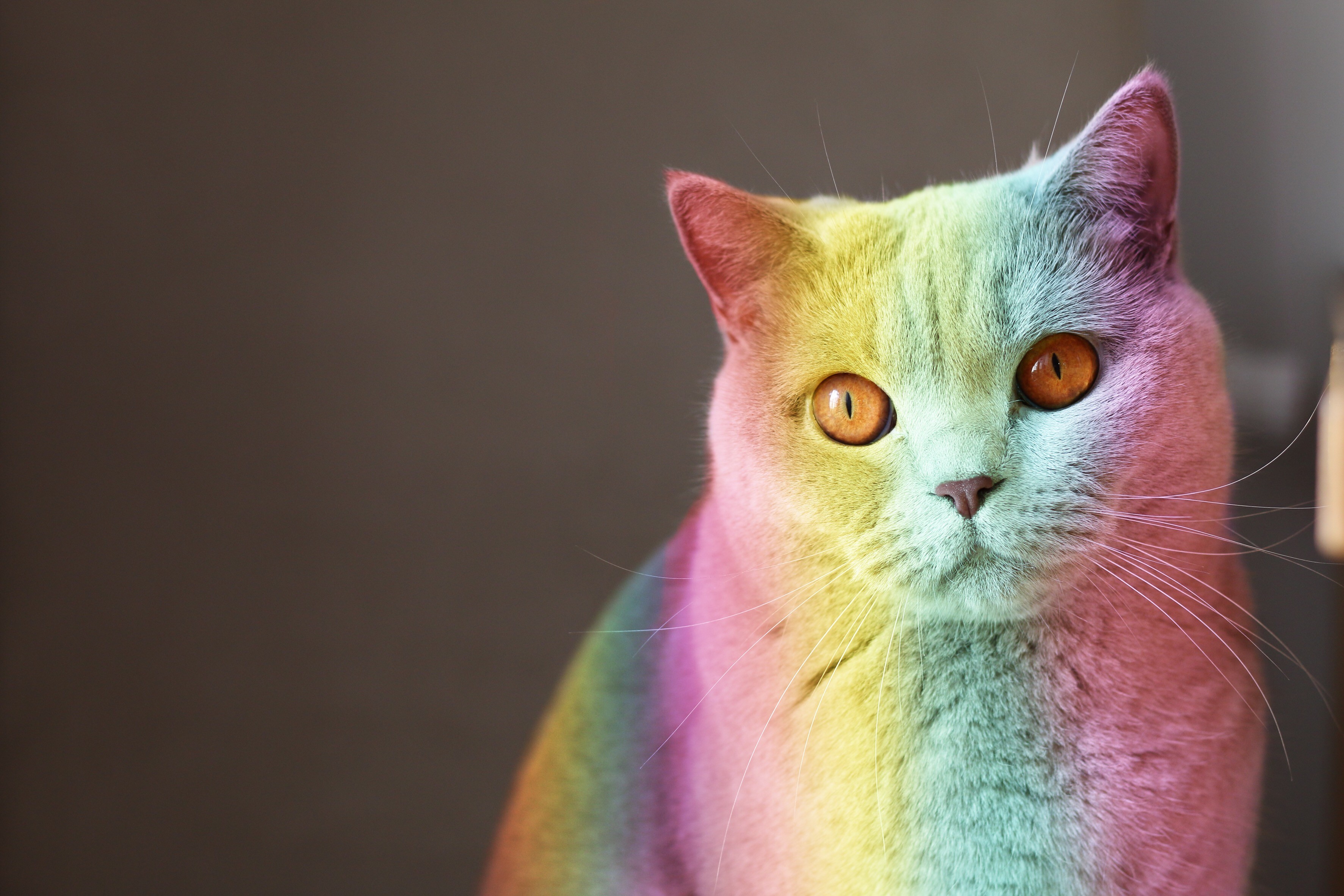 Colorful cat