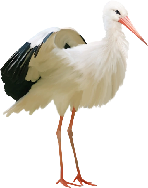 #stork #bird #freetoedit 