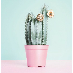 freetoedit cactus