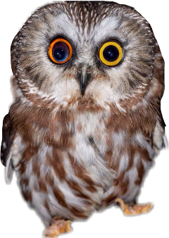 owlstickers owl stickers rkahus freetoedit