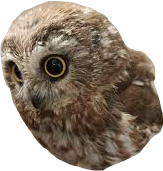 owlstickers rkahus owls freetoedit