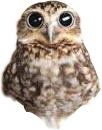 owlsticker owl rkahus freetoedit