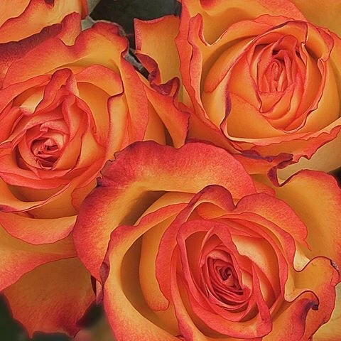 images Red Orange Aesthetics orange red yellow aesthetics image by