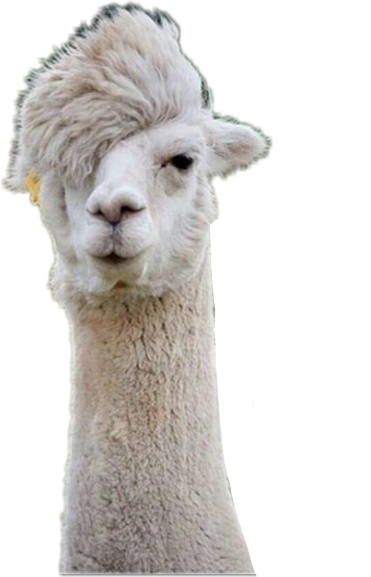 альпака викунья лама. альпака чарли. лама и альпака. альпака i lama. альпака тэм.