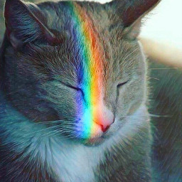 cat random rainbow beauty sleeping freetoedit