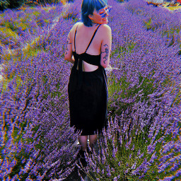freetoedit lavender tattoos flowers flowerfields bluehair