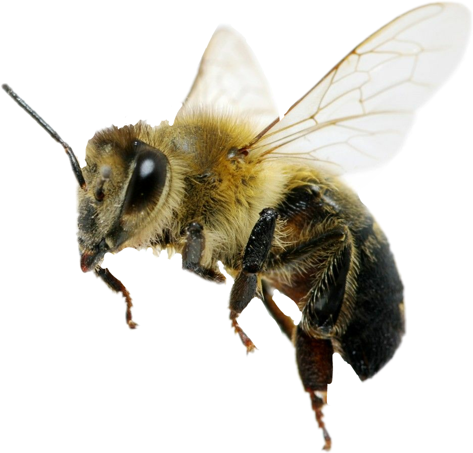 Пчела без фона
