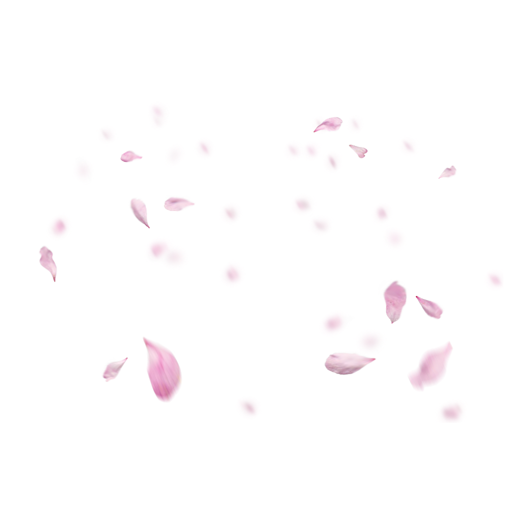 flower petals flowers pink sticker by constancekeller