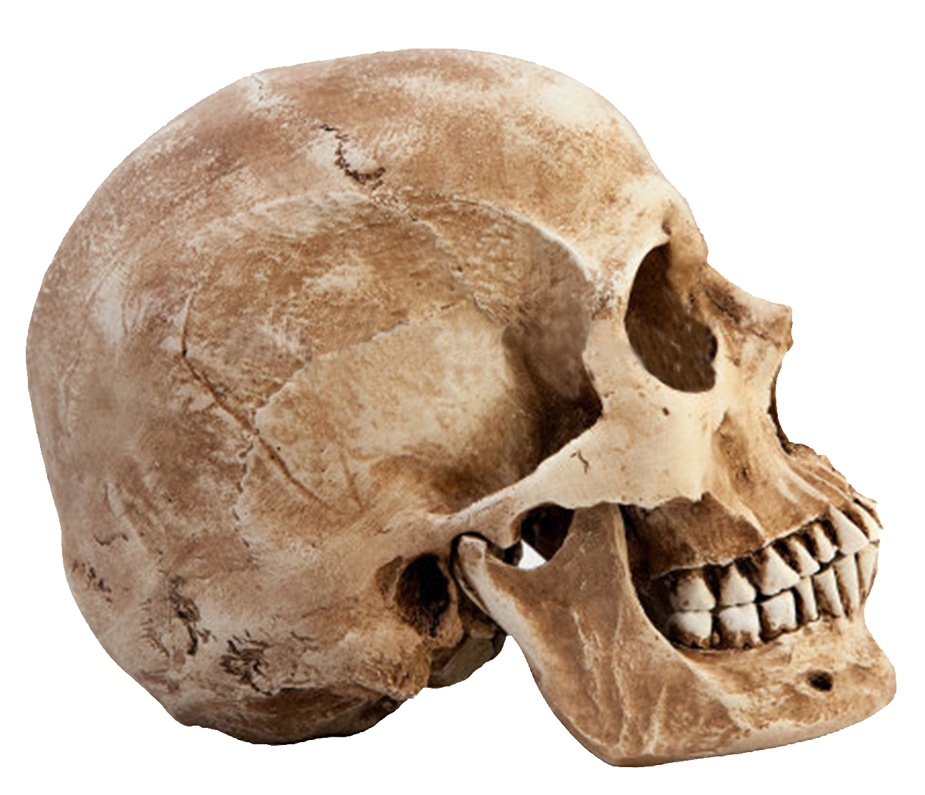 skull sticker by momo