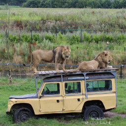 lions safari photography unedited freetoedit