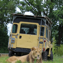 lion safari photography unedited freetoedit