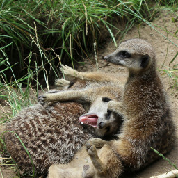 meerkats photography zoo unedited freetoedit