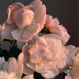 freetoedit flowers white pinklighting