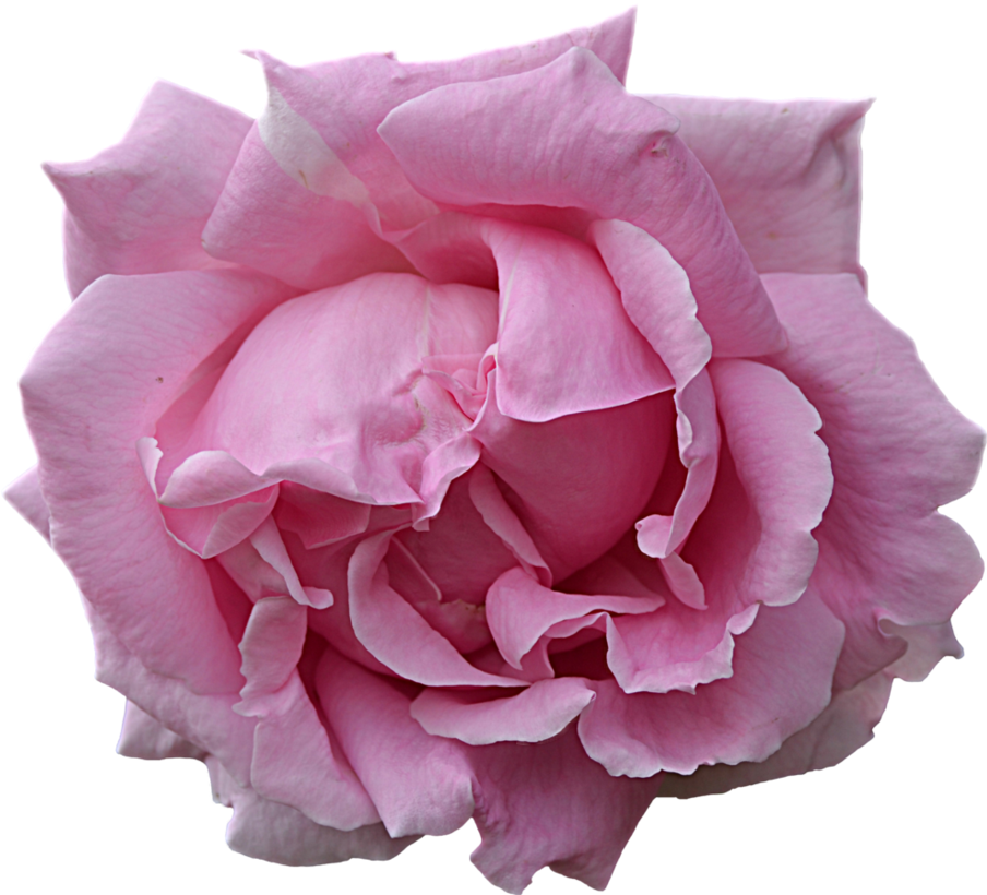 flower pink rose aesthetic tumblr sticker by asianeggroll