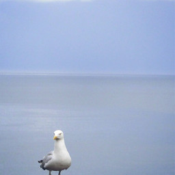 ocean bird seagull minimal minimalism