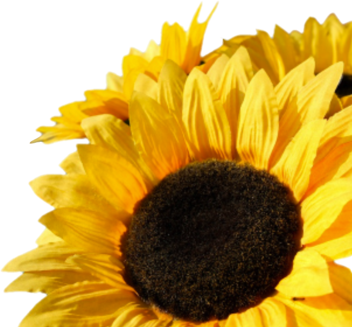 Free Free 292 Half Sunflower Svg Png SVG PNG EPS DXF File