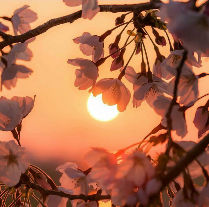 #sunset #beautiful #tree #flowersun In time shot 👏