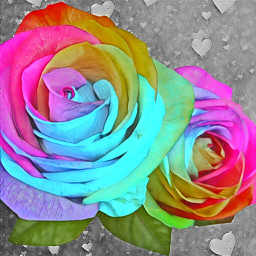 roses rainbow hearts contrast sweet kawaii