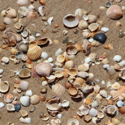 shells sea nature summer freetoedit