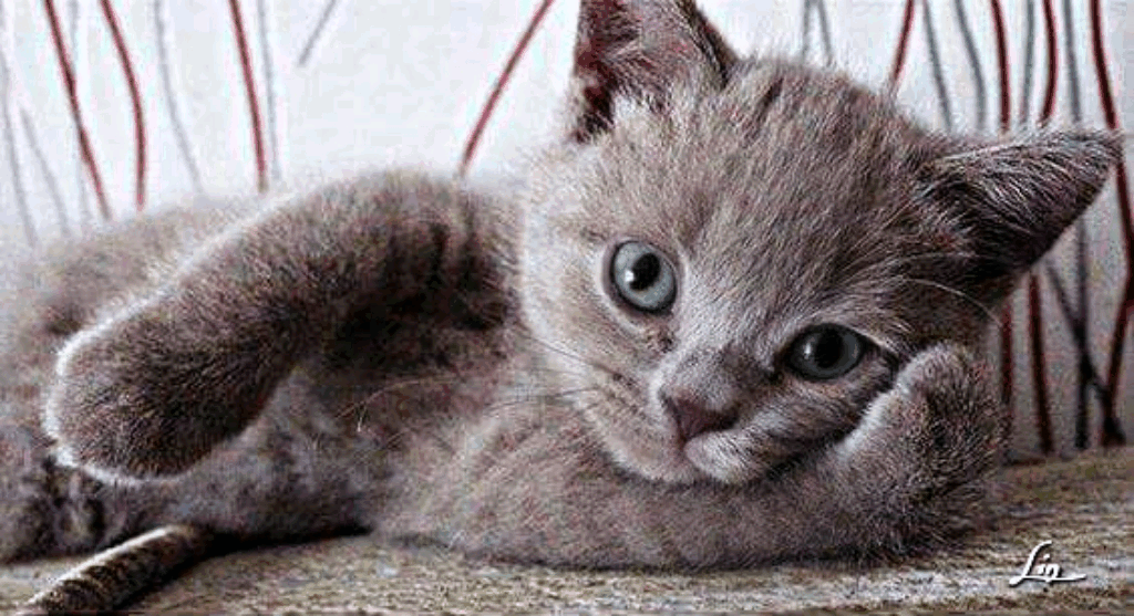 Cute Kitten Gif Images - Wallpaperist