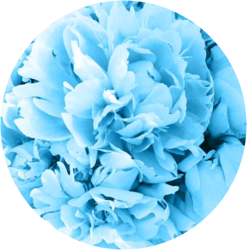 blue flower zoom aesthetic aestheticcircle circle...