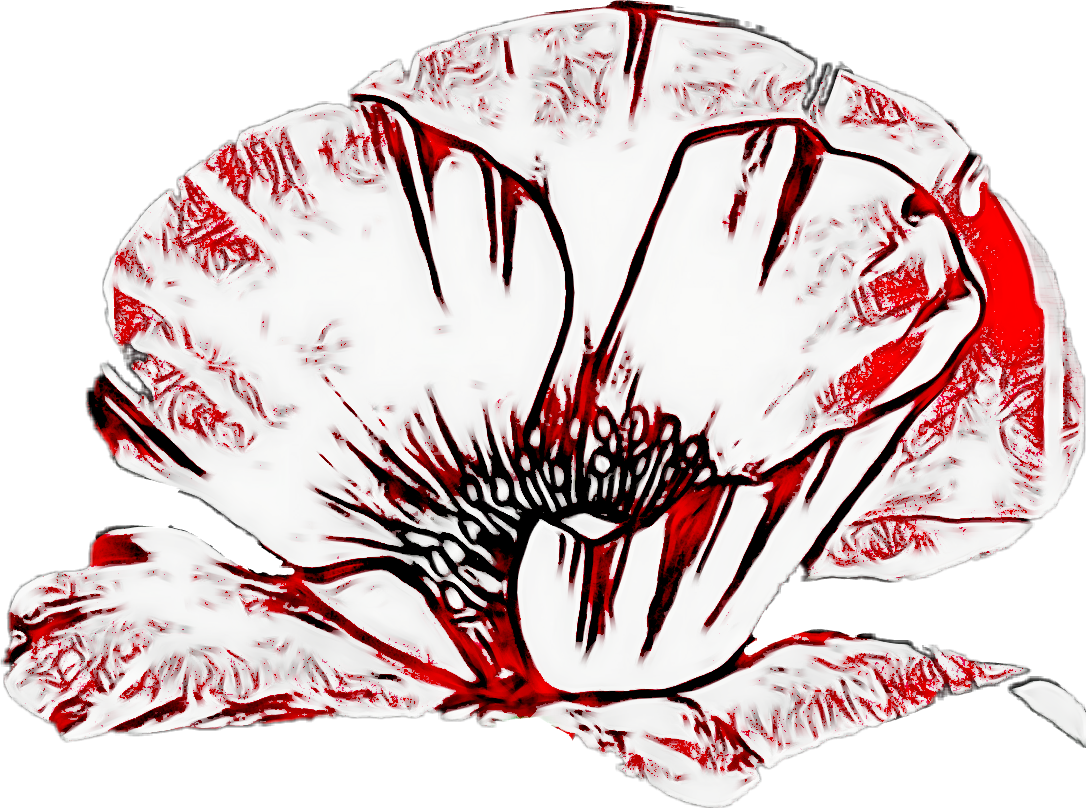 Flower Flower Coquelicot Fleur Flower Drawing Dessin