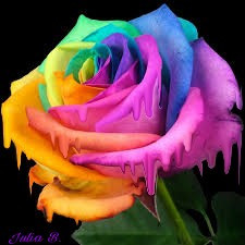 melting rose roses colorful rainbow