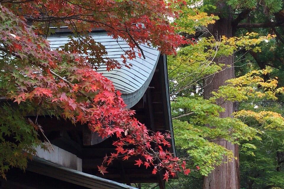 Japan Nara Autmn 紅葉 もみじ 手向山八幡宮 Image By Djhiro Japan Nara Autmn 紅葉 もみじ 手向山八幡宮 Image By Djhiro