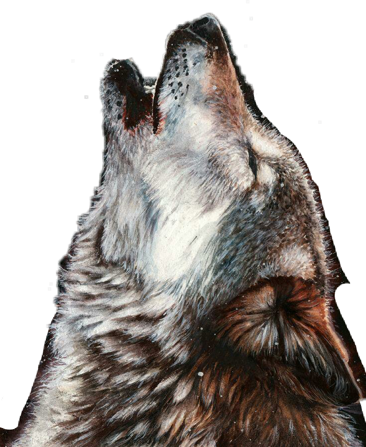 freetoedit sticker wolves wolfs sticker by @skyfire44