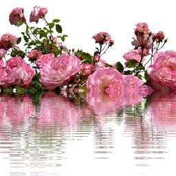 flowers garden roses nature pink fteflowers freetoedit